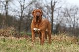 DOGUE DE BORDEAUX 161